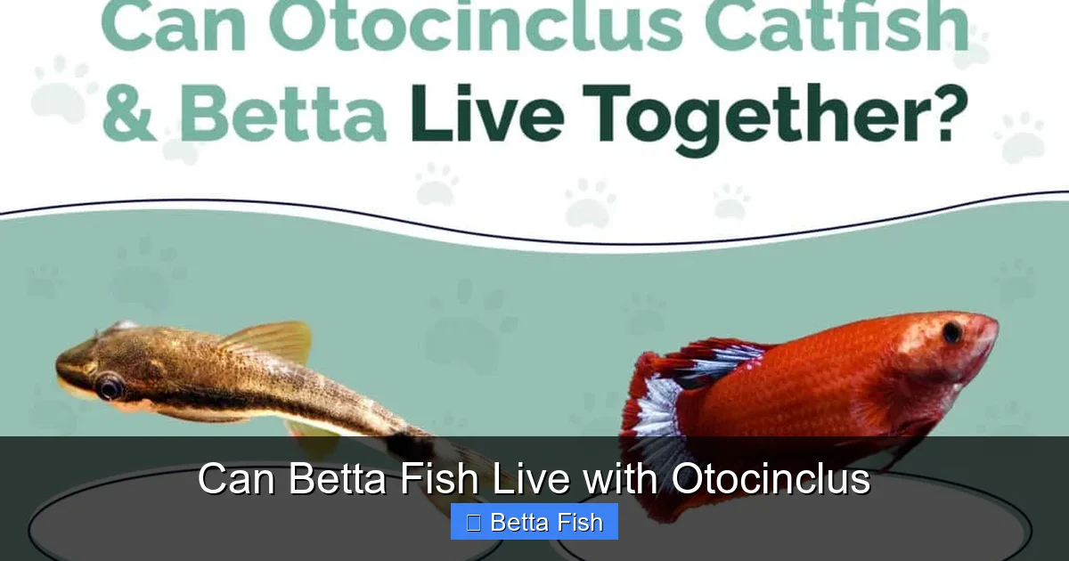Can Betta Fish Live with Otocinclus
