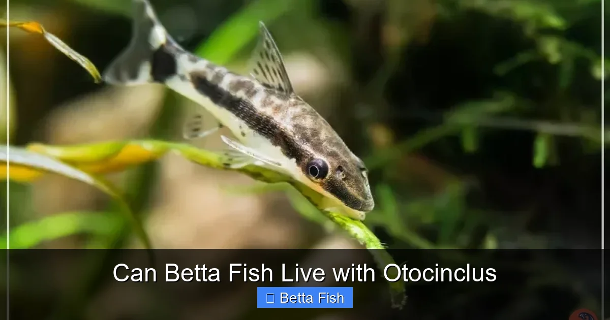 Can Betta Fish Live with Otocinclus