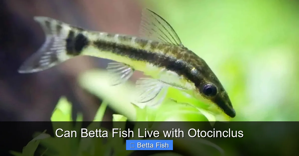 Can Betta Fish Live with Otocinclus