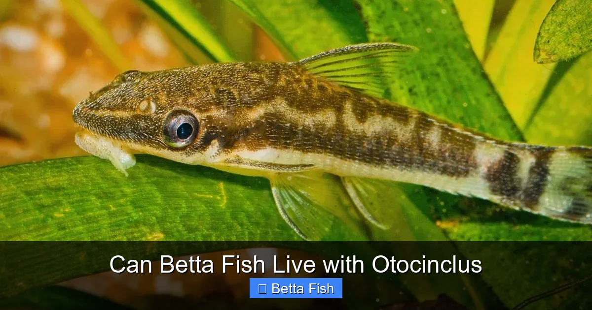 Can Betta Fish Live with Otocinclus