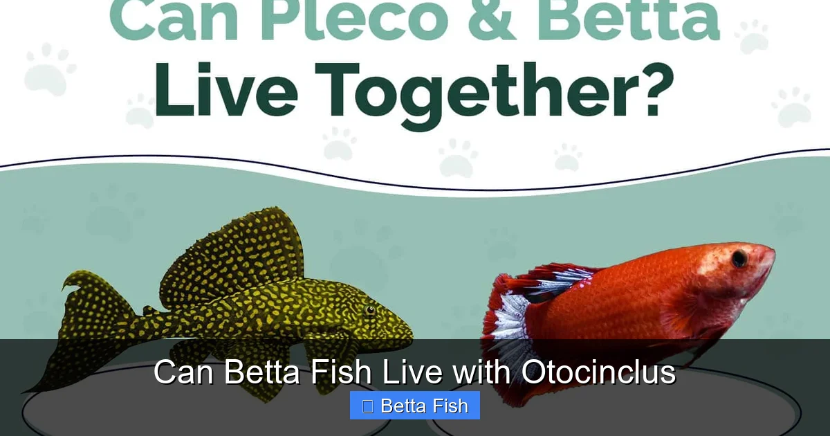 Can Betta Fish Live with Otocinclus