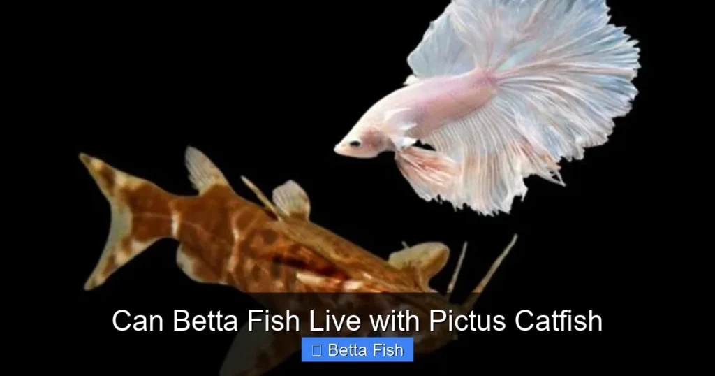 Can Betta Fish Live with Pictus Catfish