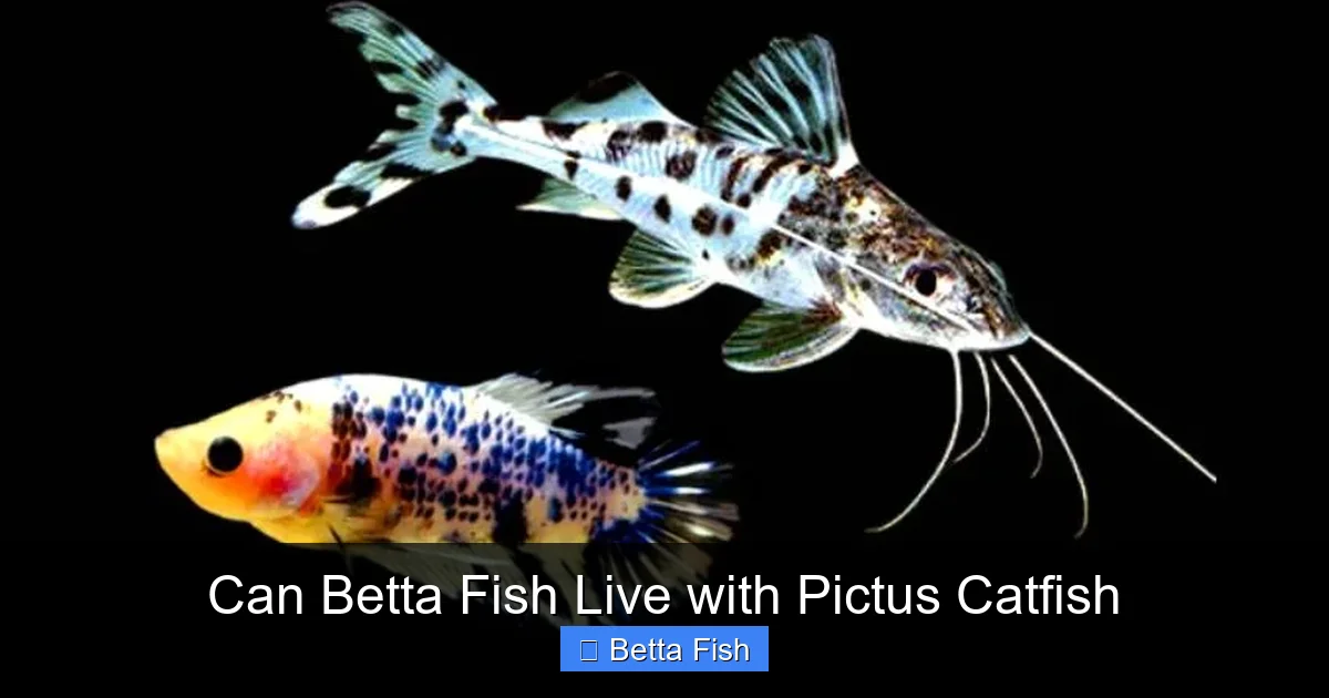 Can Betta Fish Live with Pictus Catfish