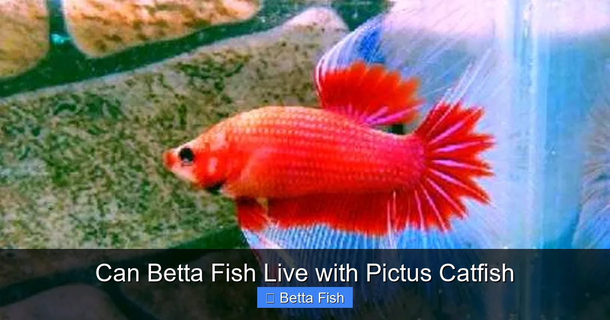 Can Betta Fish Live with Pictus Catfish