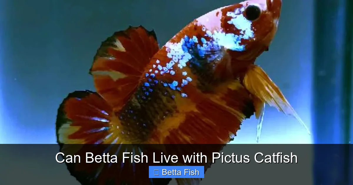 Can Betta Fish Live with Pictus Catfish