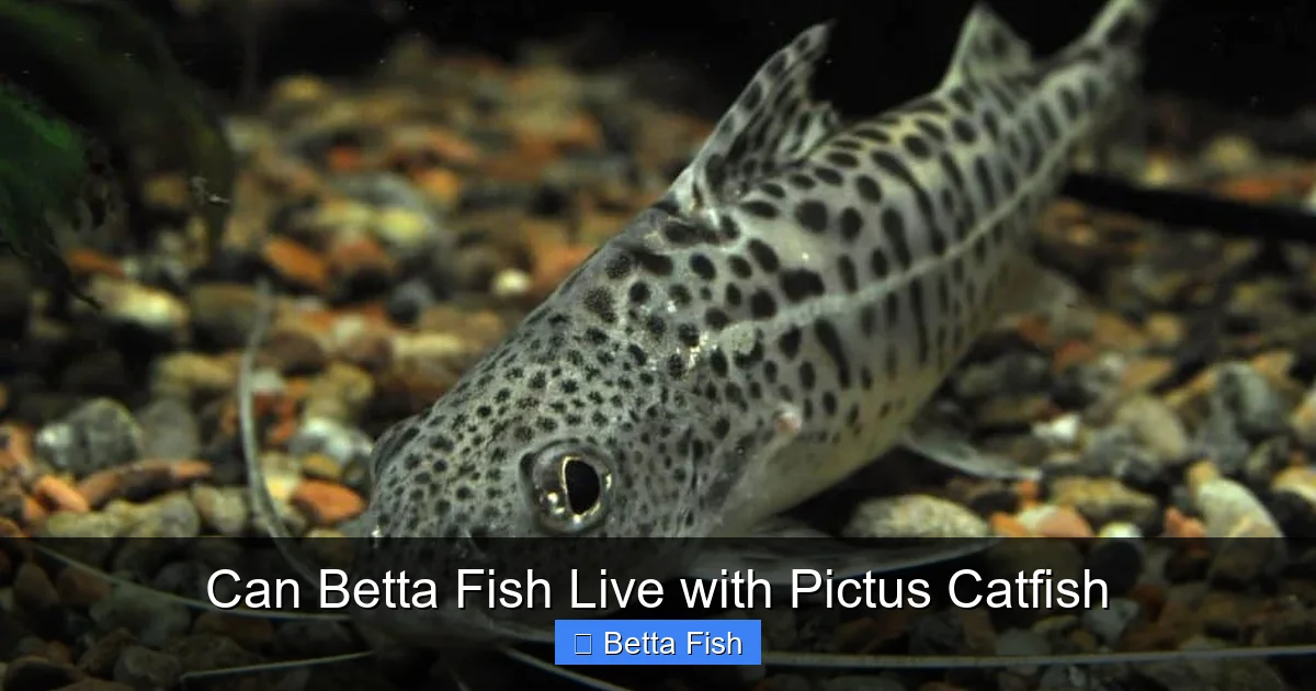 Can Betta Fish Live with Pictus Catfish