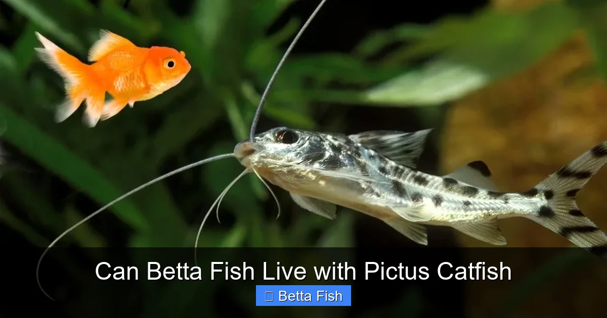 Can Betta Fish Live with Pictus Catfish