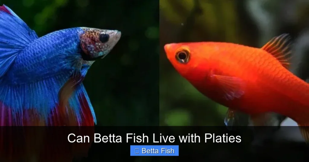 Can Betta Fish Live with Platies