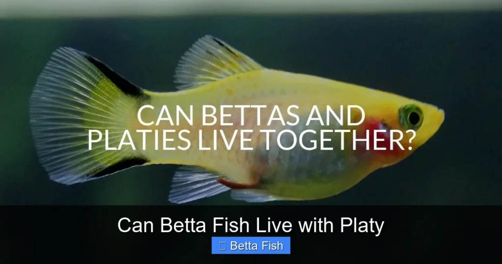 Can Betta Fish Live with Platy