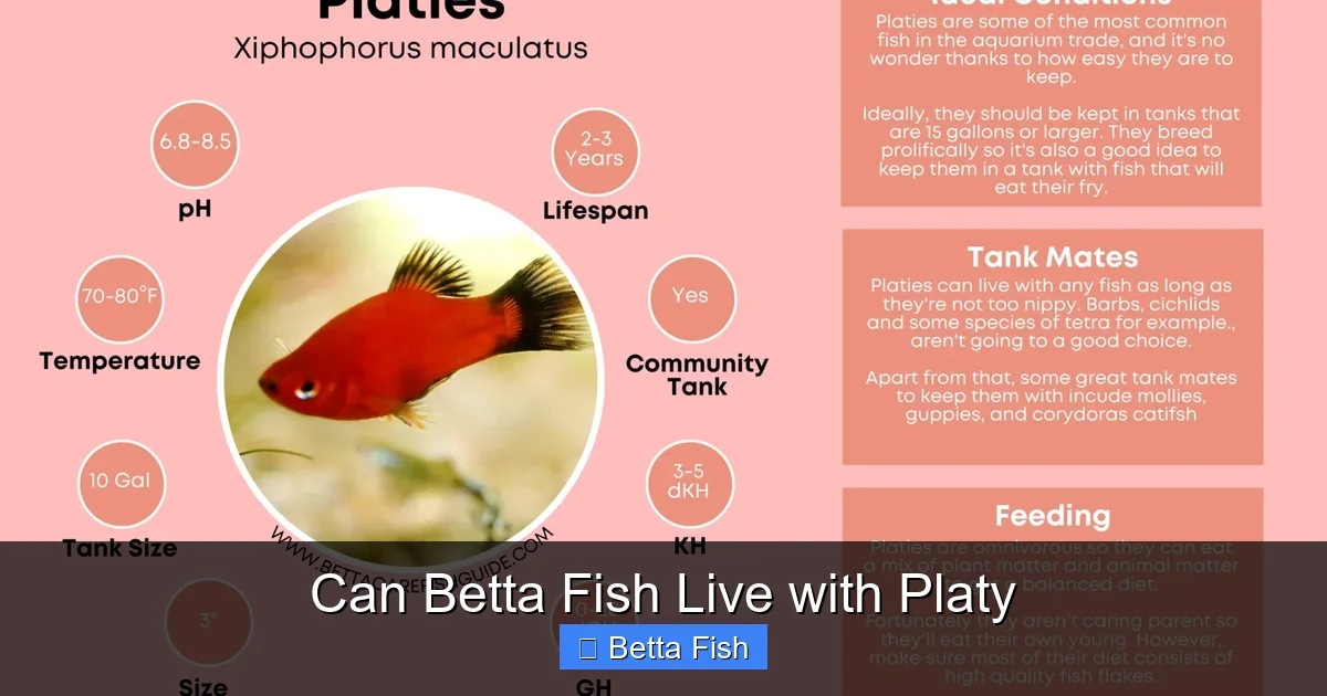 Can Betta Fish Live with Platy