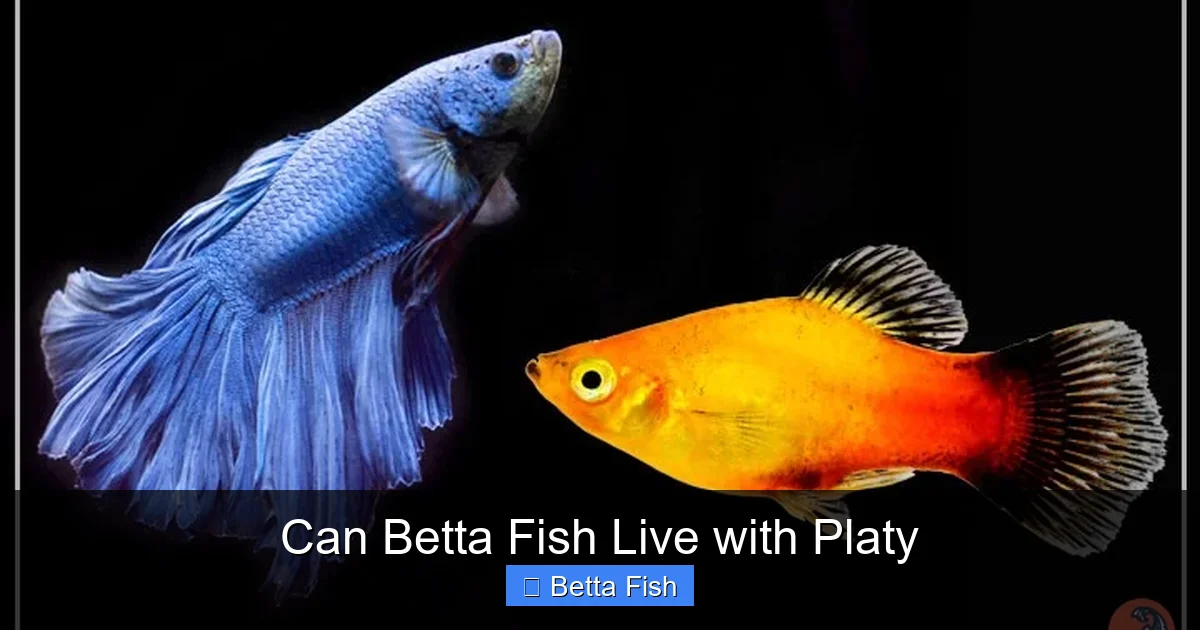 Can Betta Fish Live with Platy
