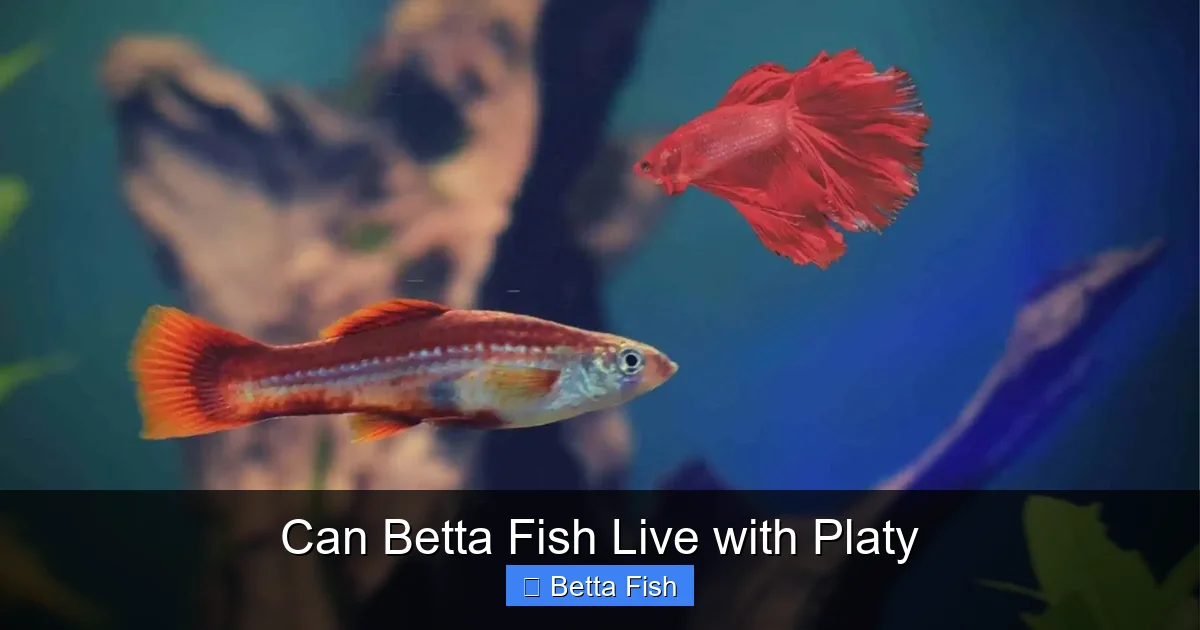 Can Betta Fish Live with Platy