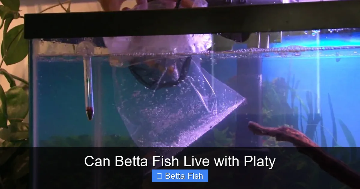 Can Betta Fish Live with Platy