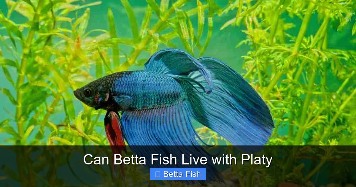 Can Betta Fish Live with Platy