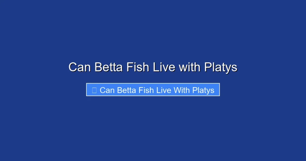 Can Betta Fish Live with Platys