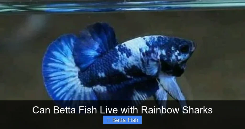 Can Betta Fish Live with Rainbow Sharks