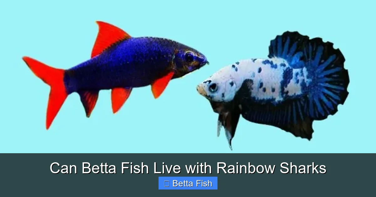 Can Betta Fish Live with Rainbow Sharks