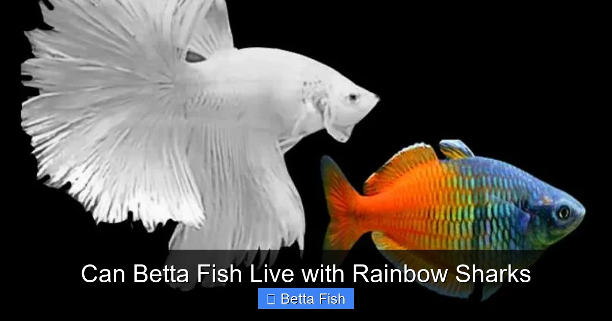 Can Betta Fish Live with Rainbow Sharks