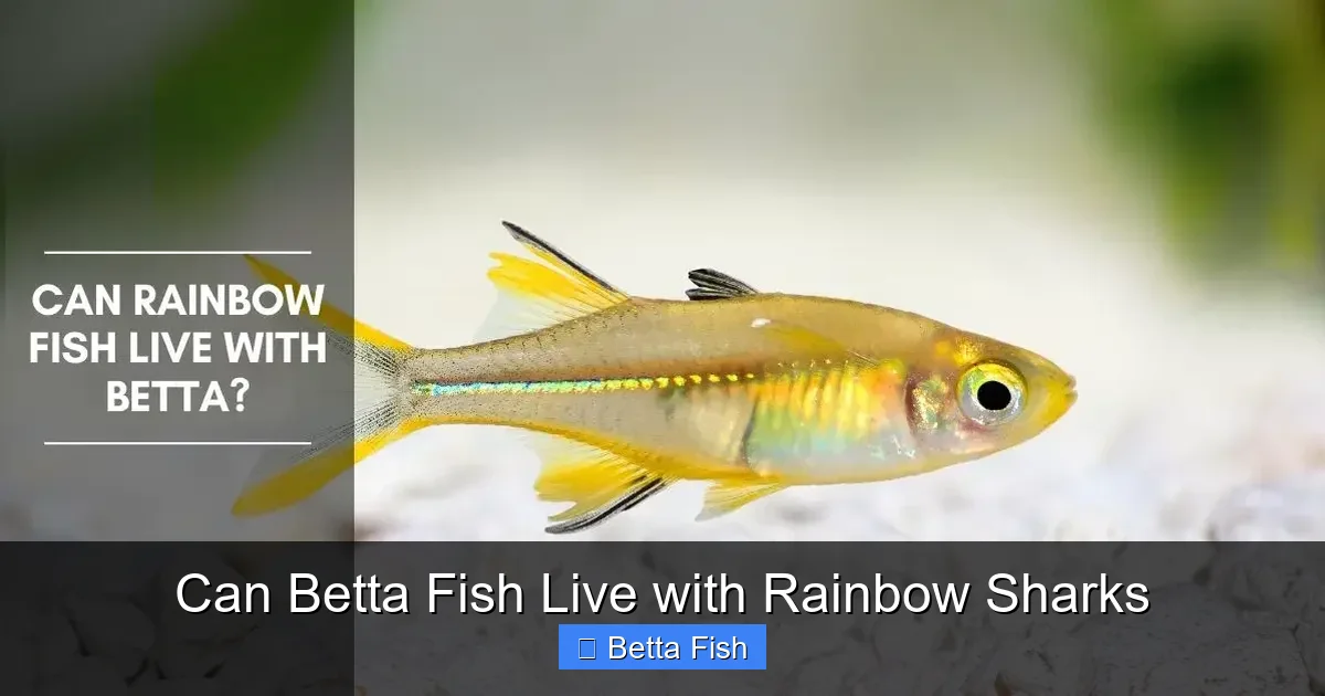 Can Betta Fish Live with Rainbow Sharks