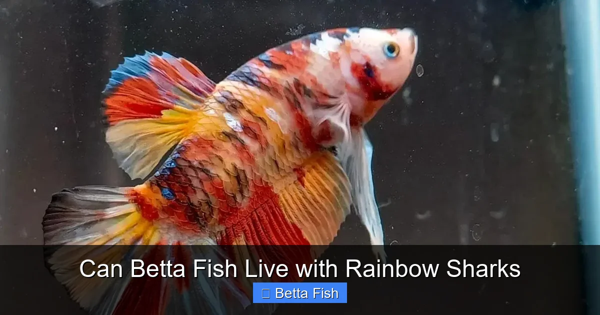 Can Betta Fish Live with Rainbow Sharks