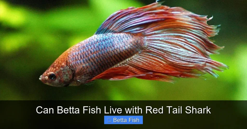 Can Betta Fish Live with Red Tail Shark