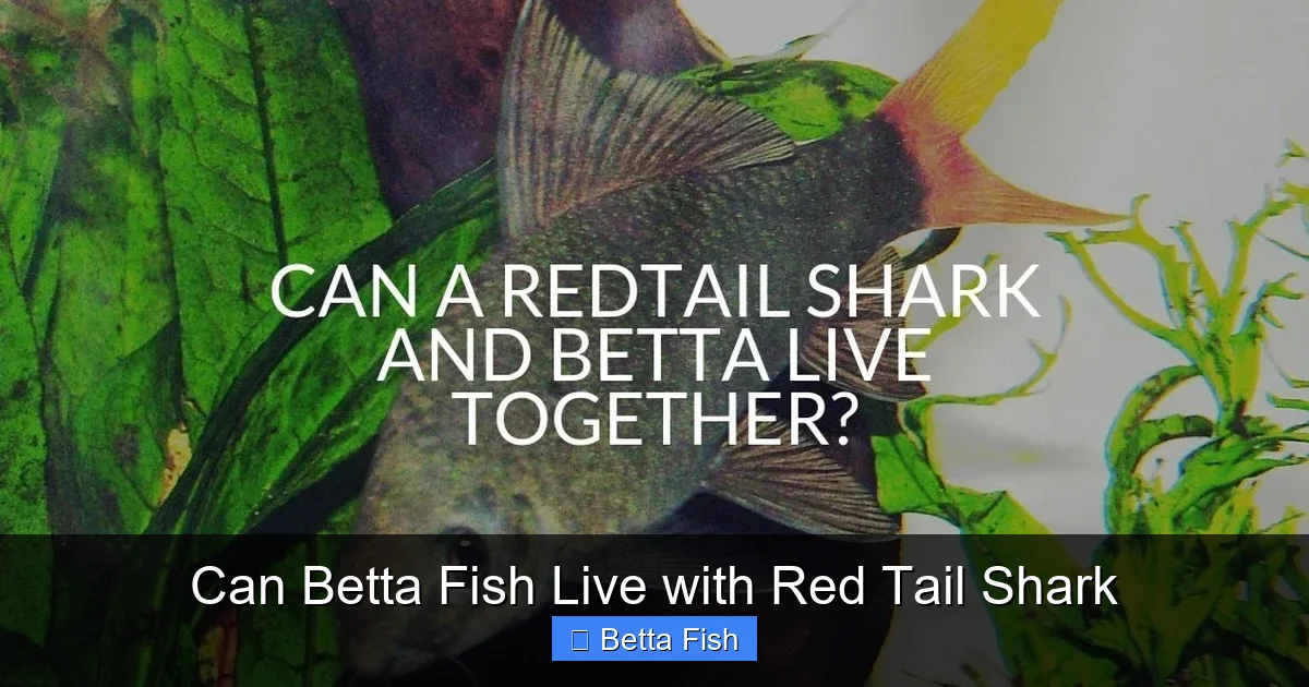 Can Betta Fish Live with Red Tail Shark
