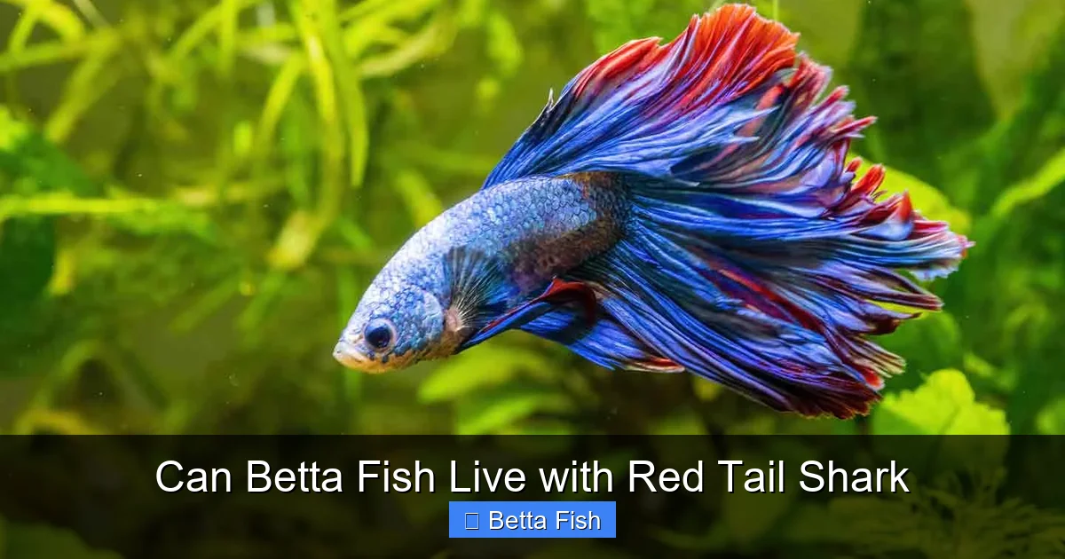 Can Betta Fish Live with Red Tail Shark