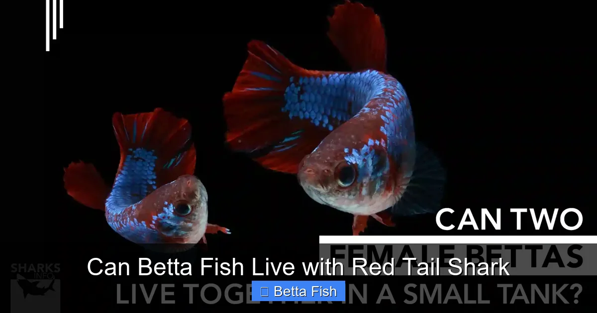 Can Betta Fish Live with Red Tail Shark