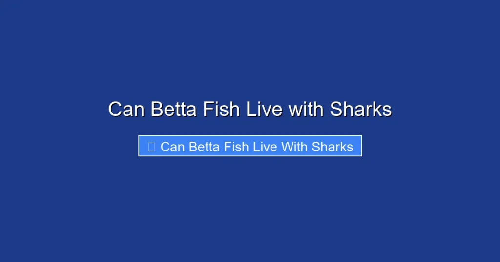 Can Betta Fish Live with Sharks