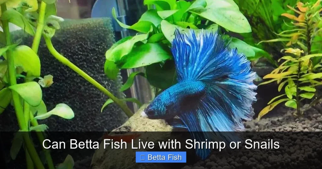 Can Betta Fish Live with Shrimp or Snails