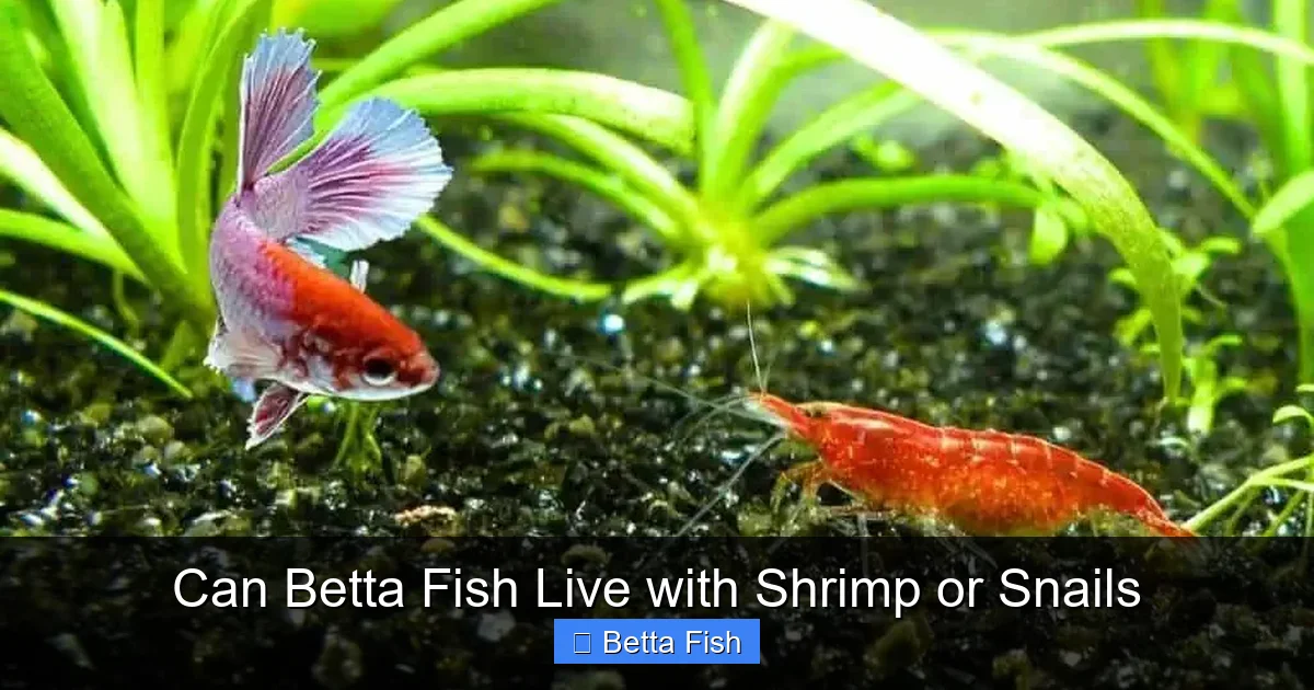 Can Betta Fish Live with Shrimp or Snails