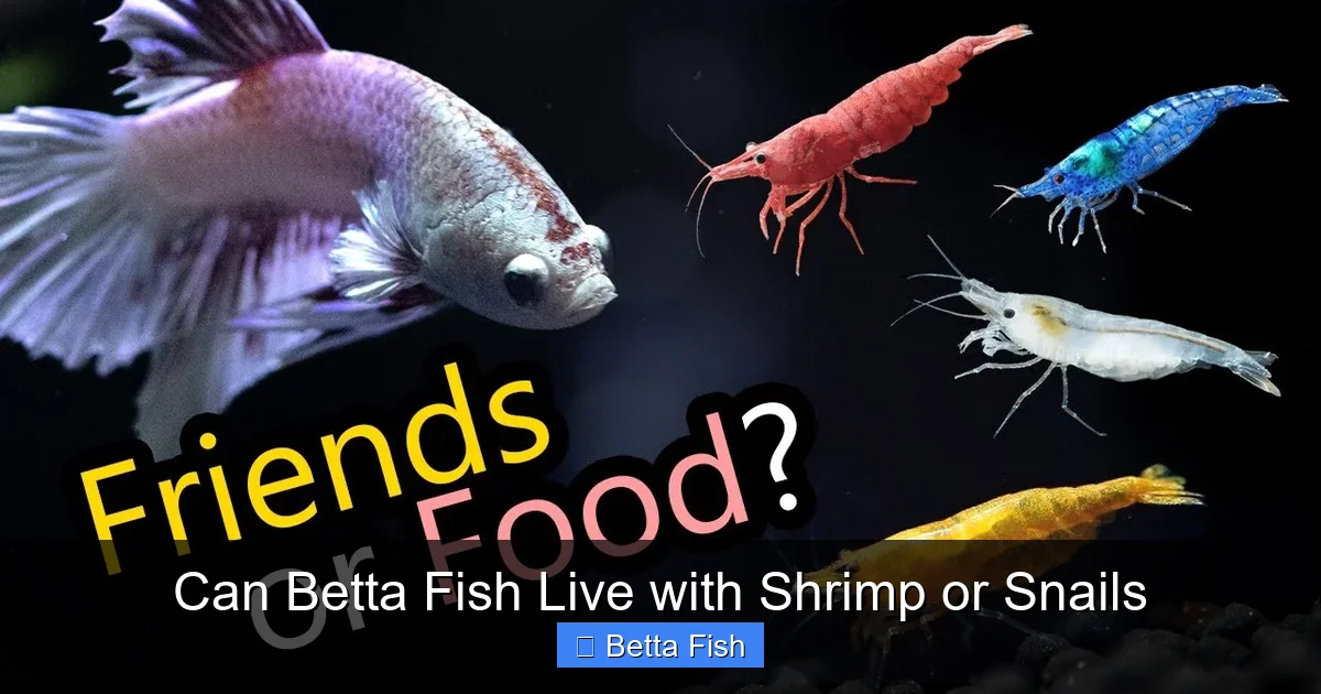 Can Betta Fish Live with Shrimp or Snails