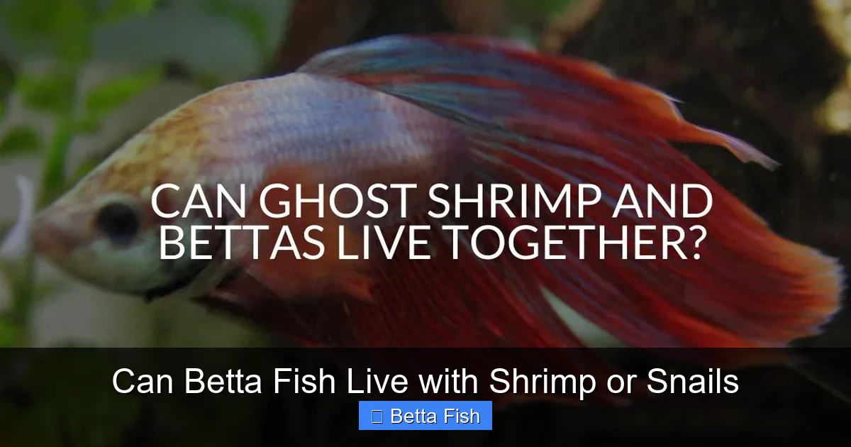Can Betta Fish Live with Shrimp or Snails