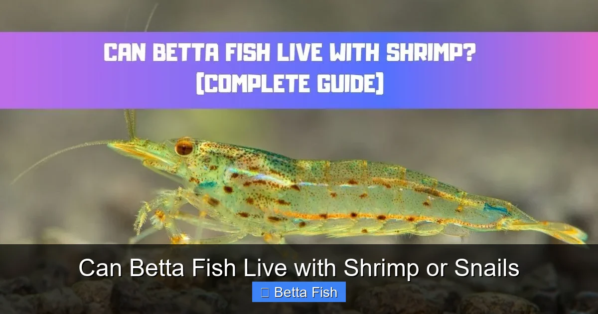 Can Betta Fish Live with Shrimp or Snails