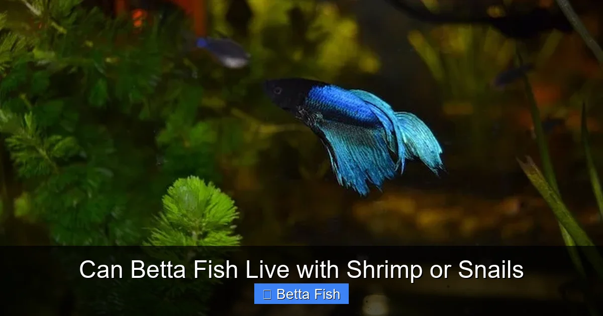 Can Betta Fish Live with Shrimp or Snails