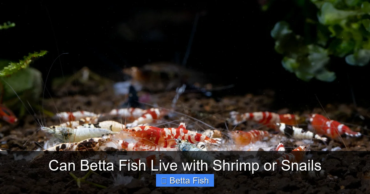Can Betta Fish Live with Shrimp or Snails