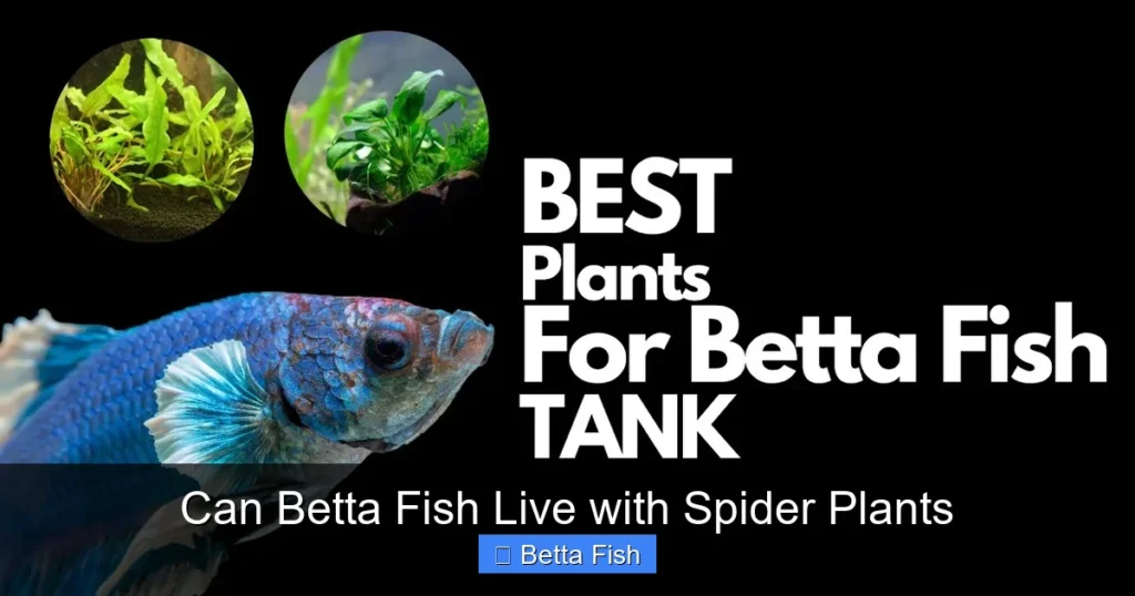 Can Betta Fish Live with Spider Plants