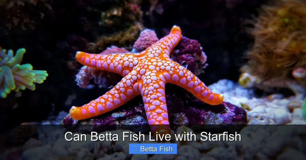 Can Betta Fish Live with Starfish