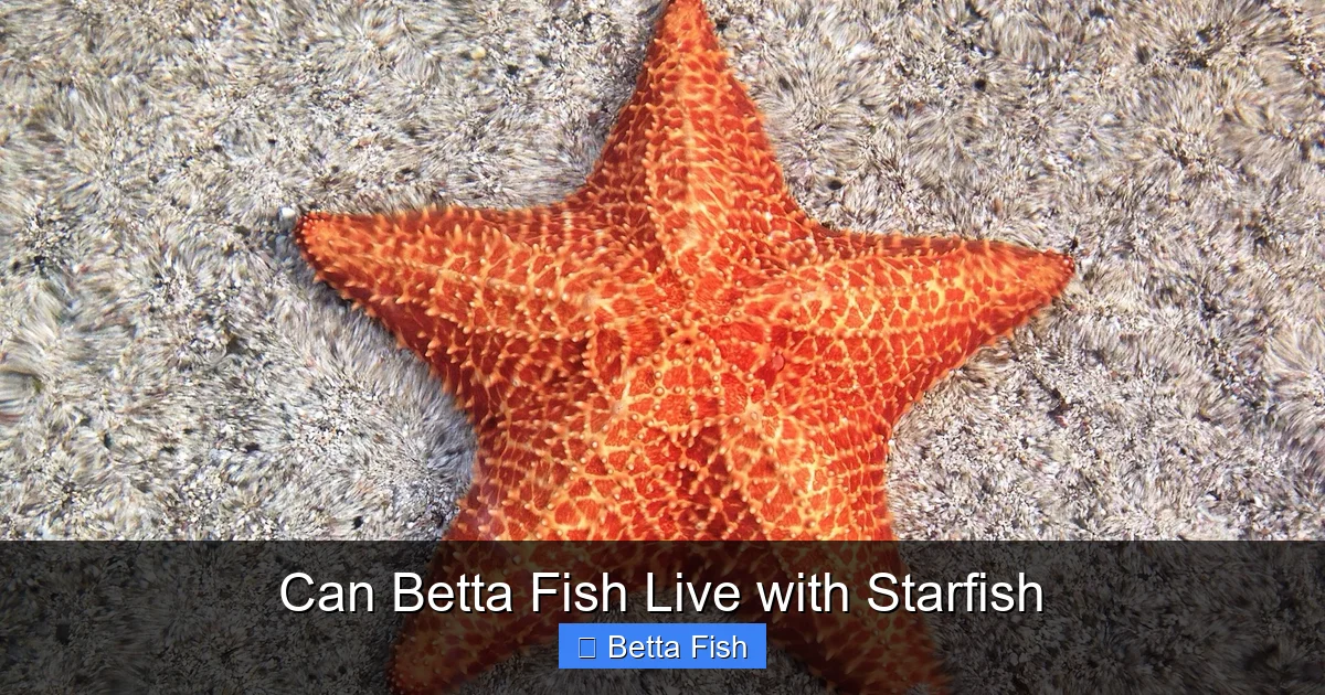 Can Betta Fish Live with Starfish