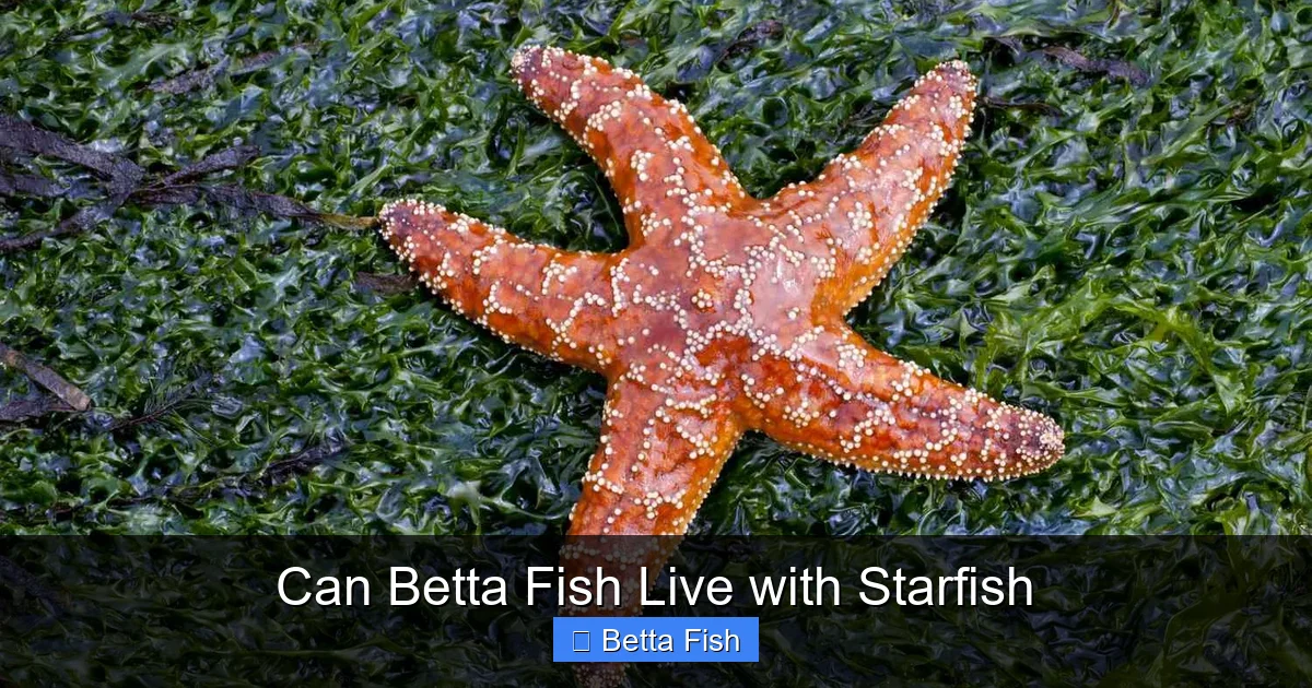 Can Betta Fish Live with Starfish