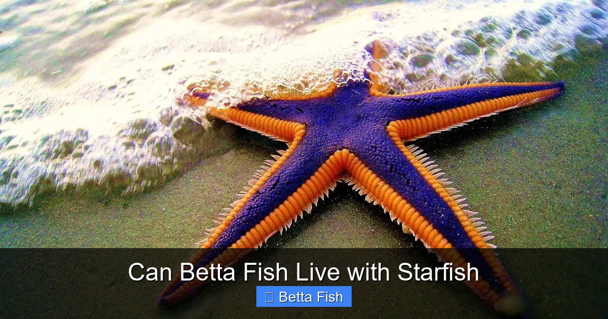 Can Betta Fish Live with Starfish