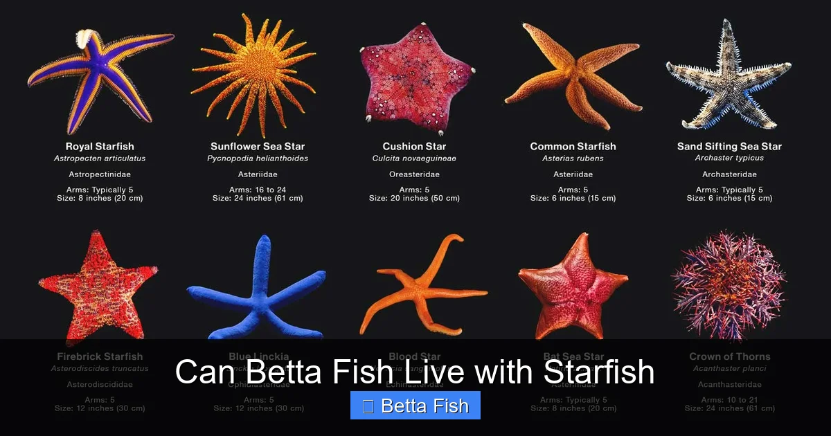 Can Betta Fish Live with Starfish