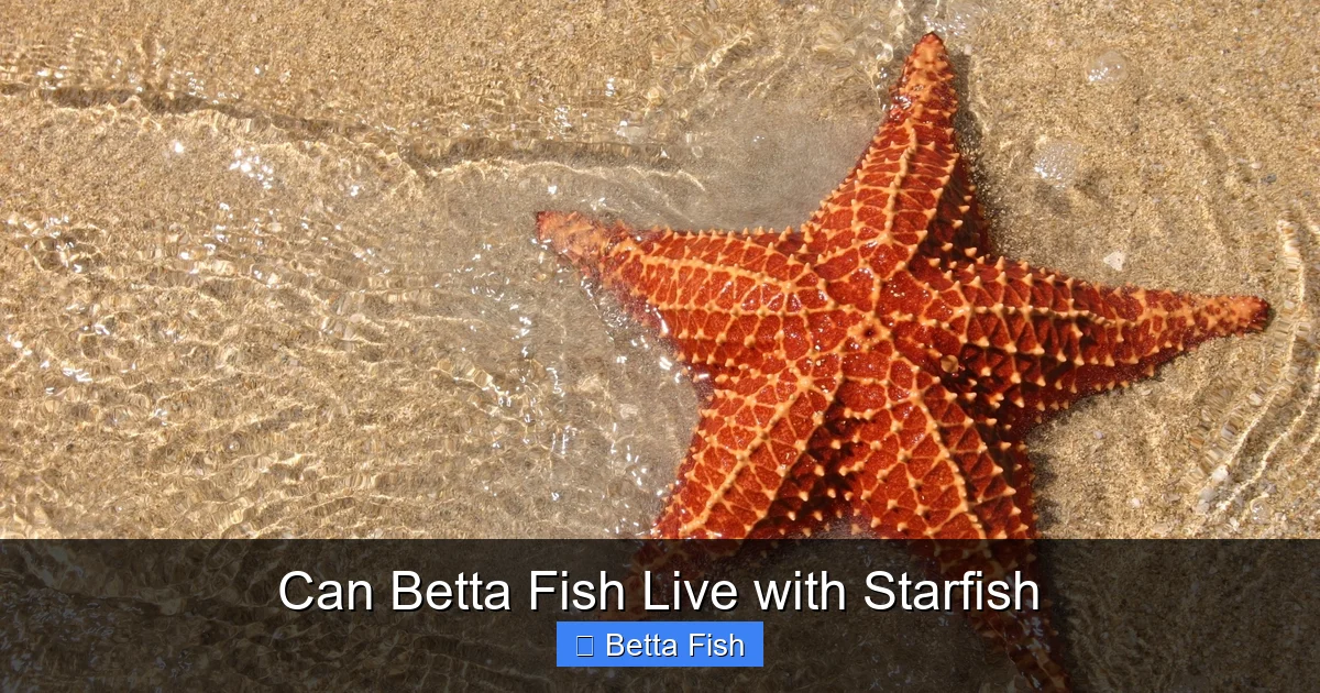 Can Betta Fish Live with Starfish