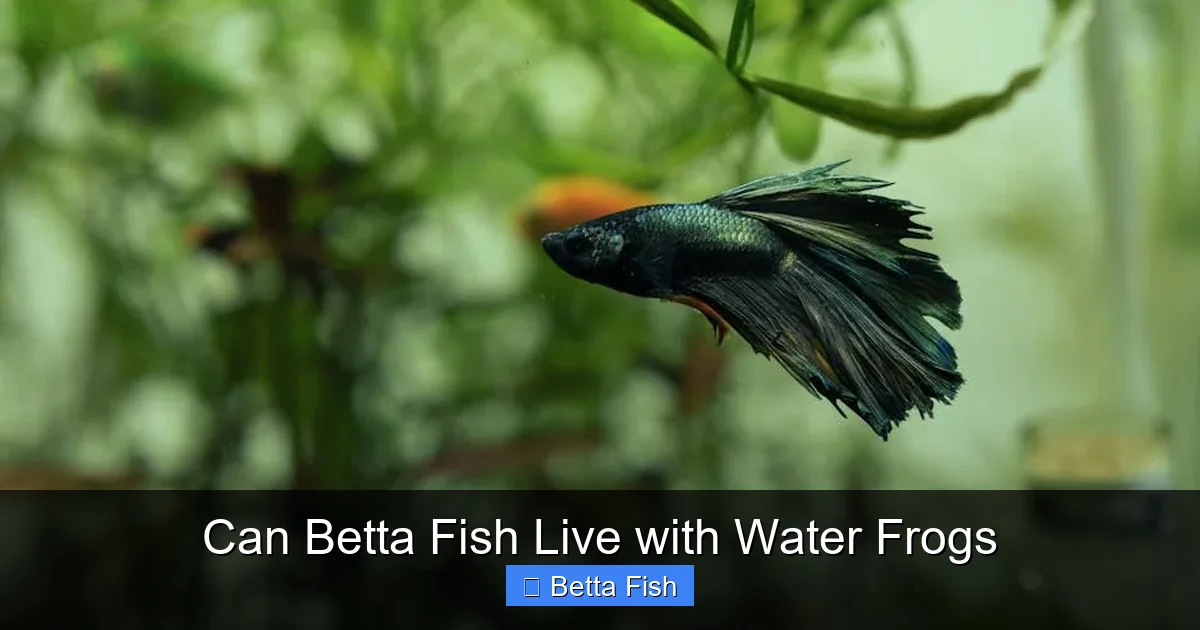 Can Betta Fish Live with Water Frogs