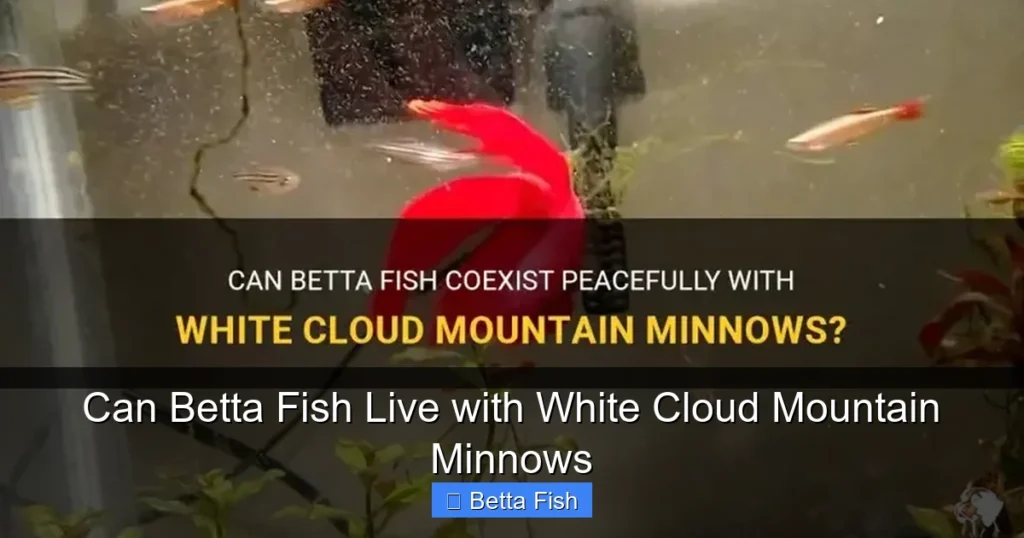 Can Betta Fish Live with White Cloud Mountain Minnows