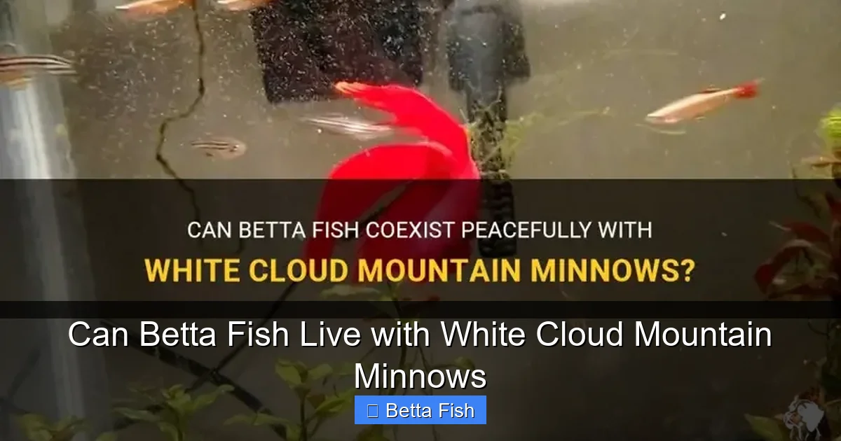 Can Betta Fish Live with White Cloud Mountain Minnows