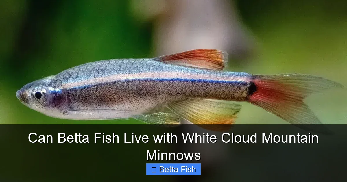 Can Betta Fish Live with White Cloud Mountain Minnows