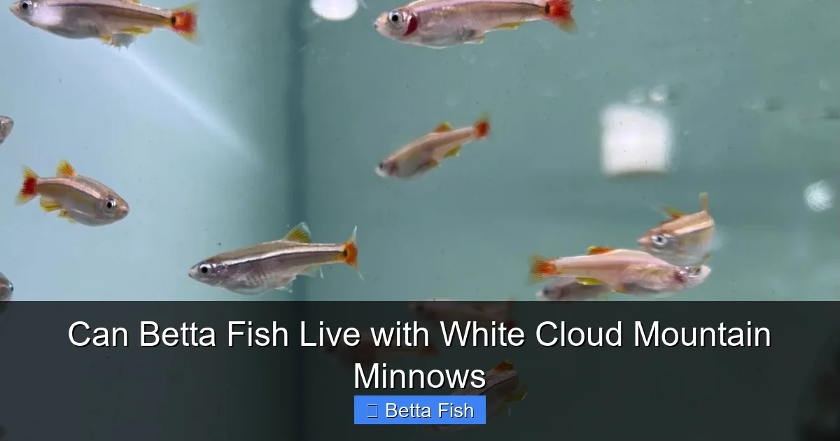 Can Betta Fish Live with White Cloud Mountain Minnows