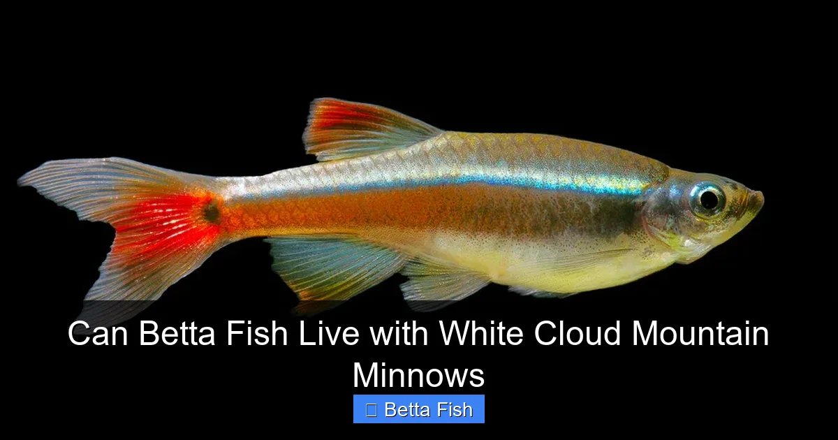 Can Betta Fish Live with White Cloud Mountain Minnows