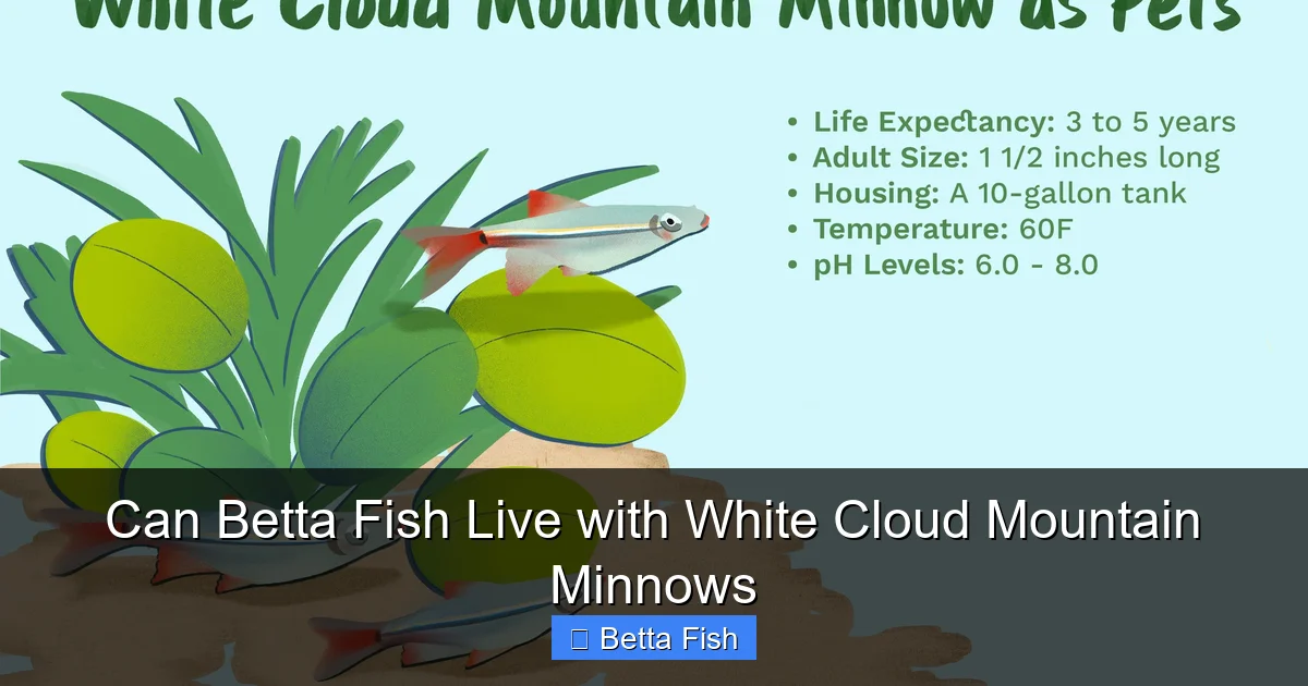 Can Betta Fish Live with White Cloud Mountain Minnows